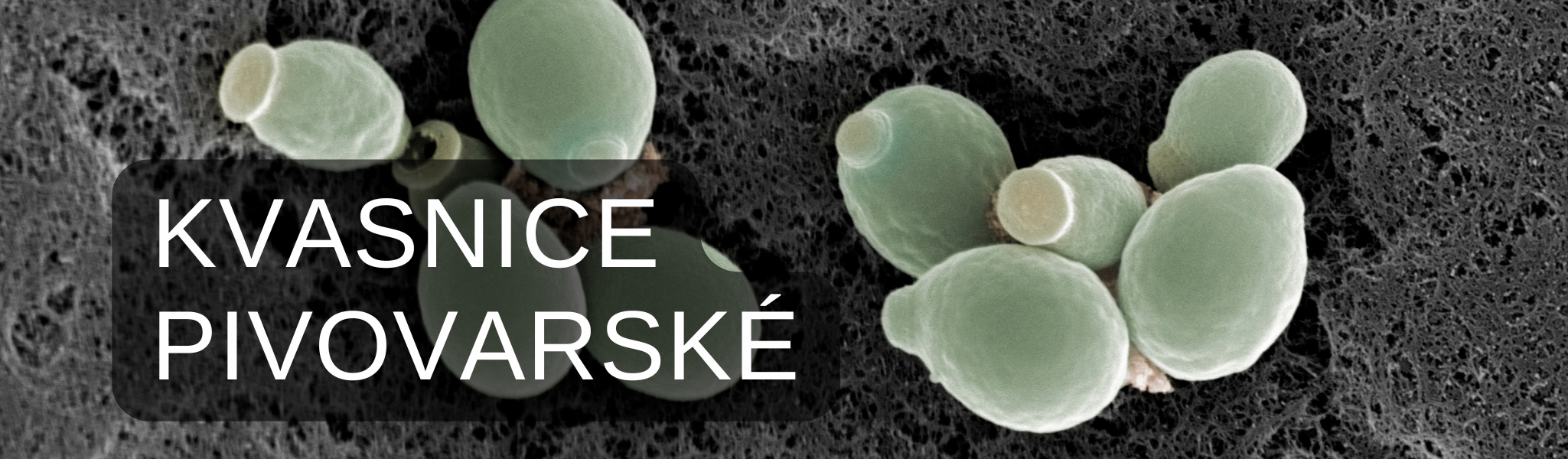 pivovarske_kvasnice