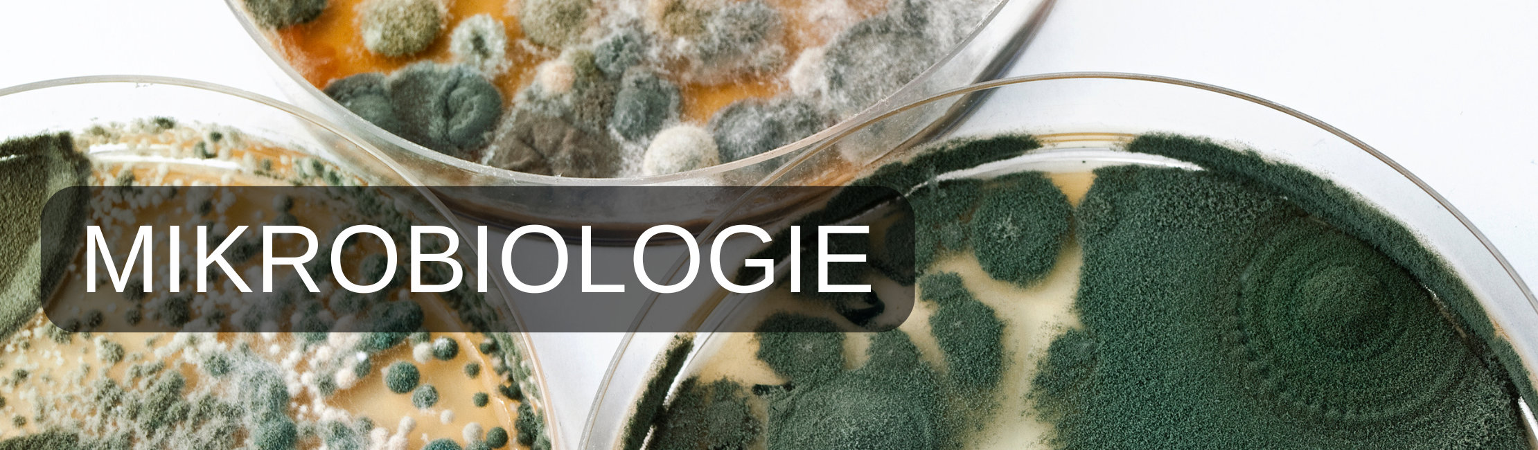 mikrobiologie